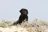 CANE CORSO 206